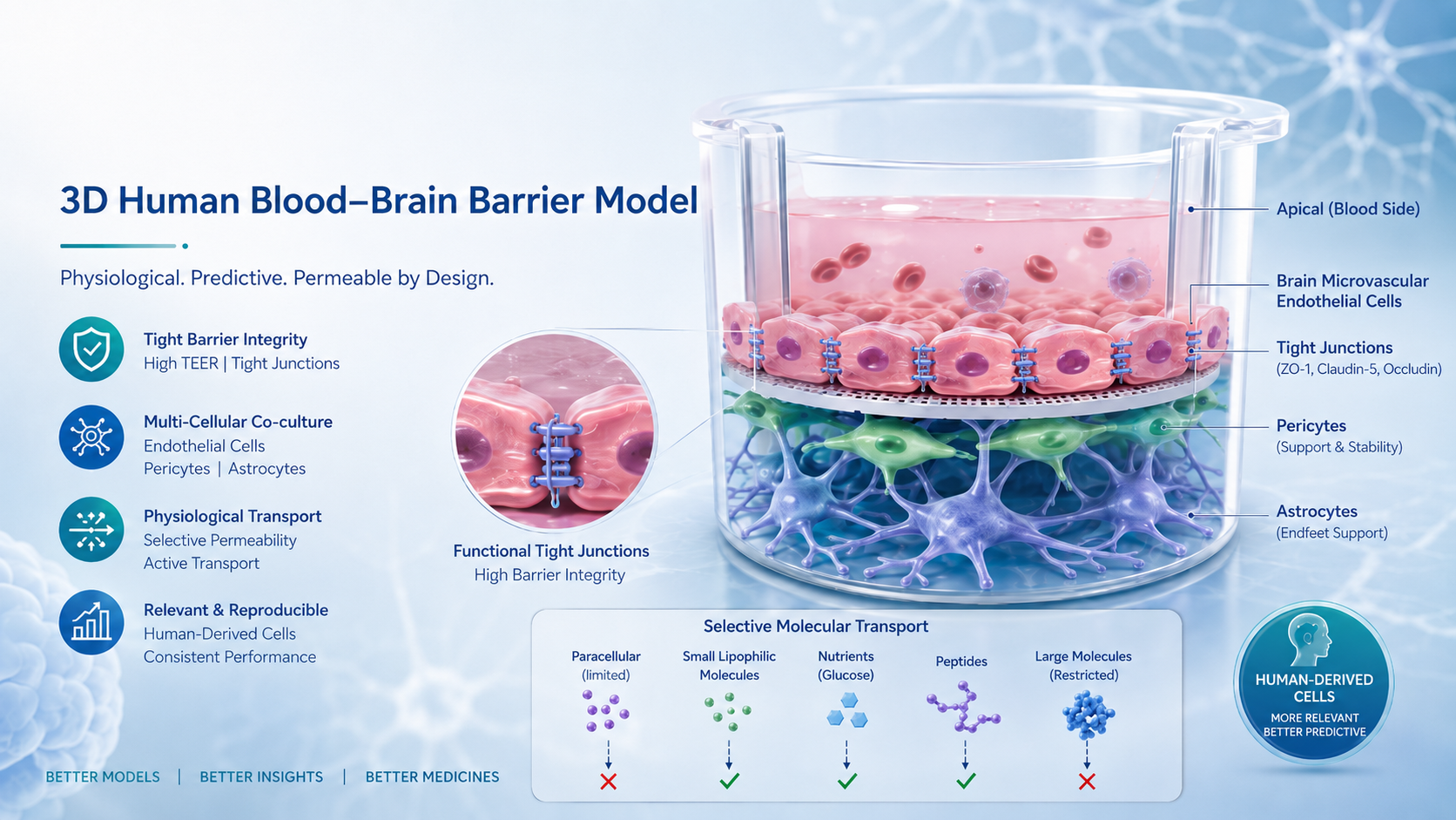 Advancing CNS Drug Discovery with the NEO3DHB-6 3D Human Blood–Brain Barrier Model