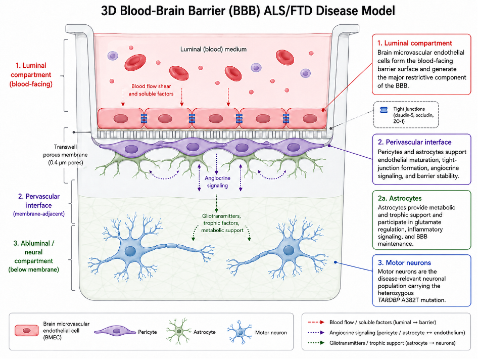 3D Blood-Brain Barrier (BBB) ALS/FTD Disease Model