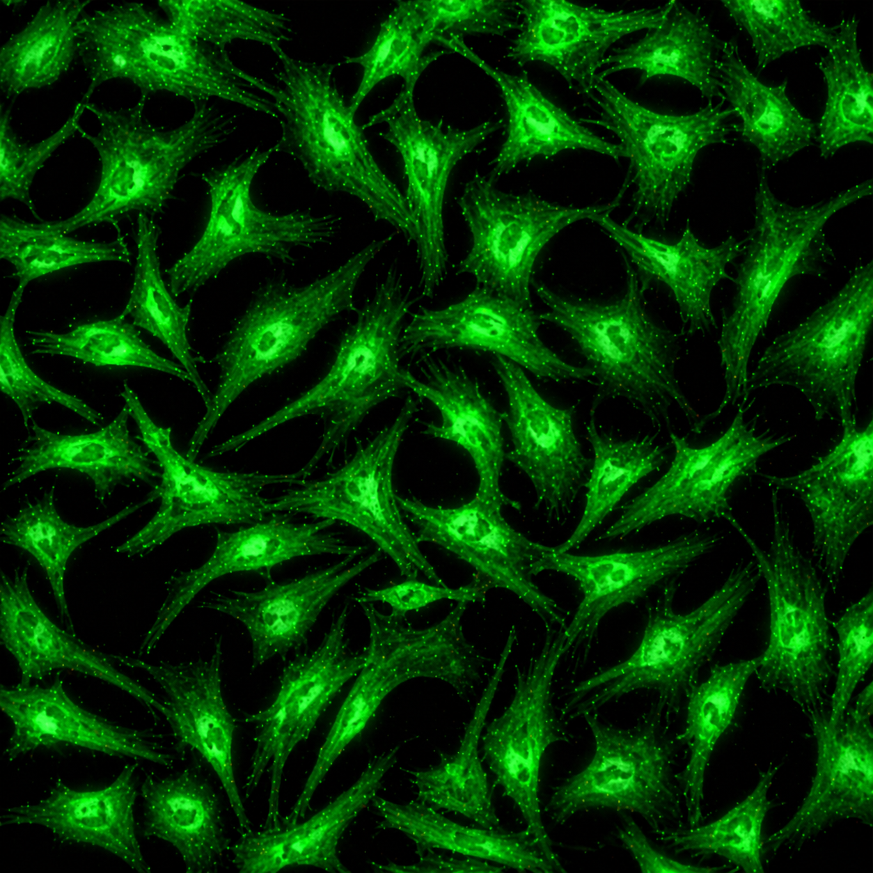 GCaMP6m-Expressing Human Umbilical Vein Endothelial Cells