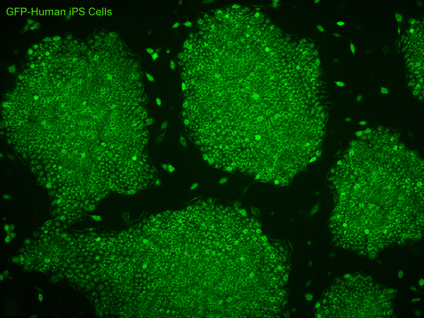 GFP-Human iPS Cells
