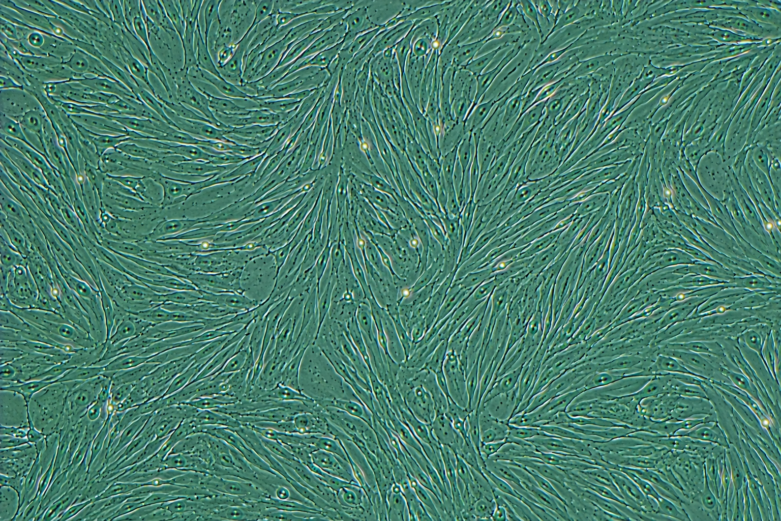 Immortalized Human Lung Squamous Cell Carcinoma CAFs