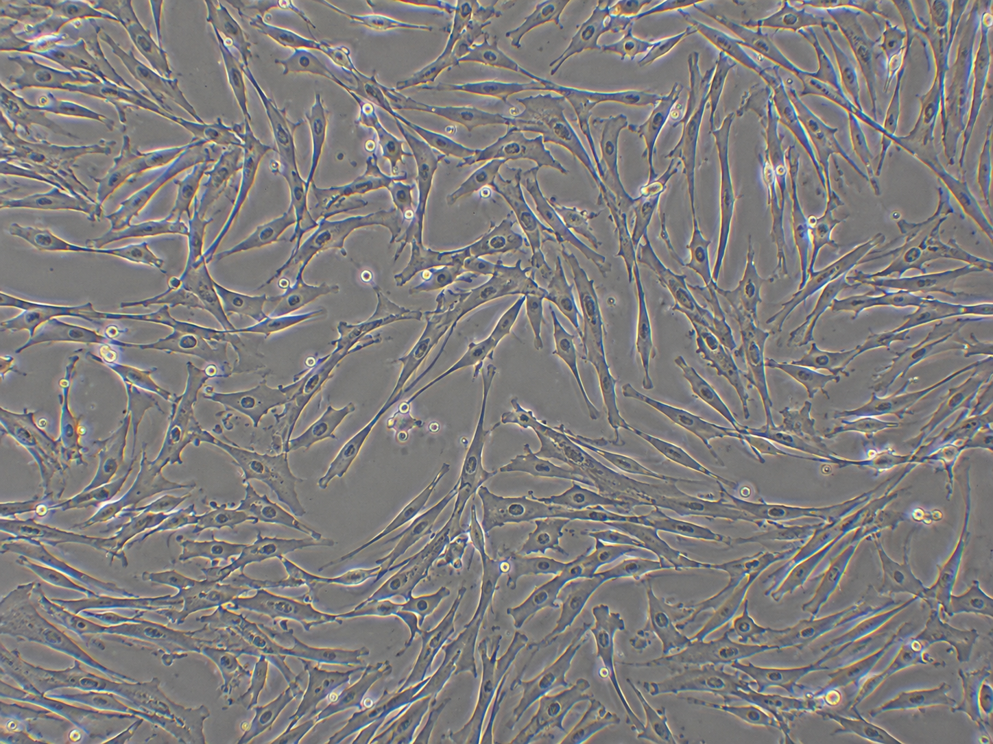 Human Adipose Microvascular Pericytes