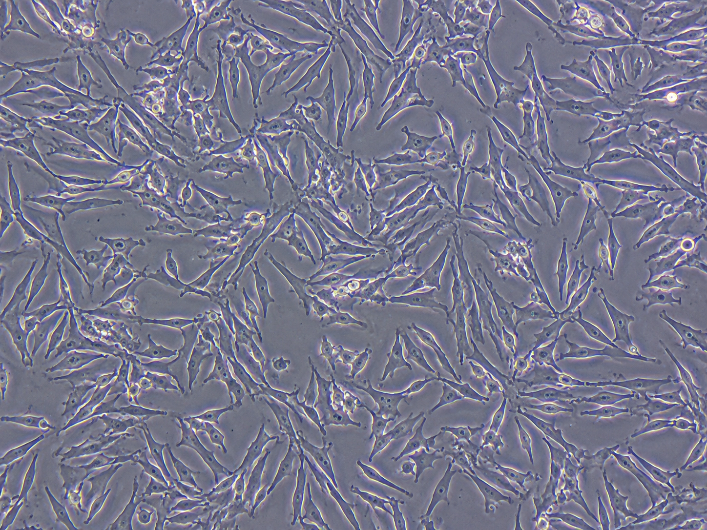 MDA-MB 231