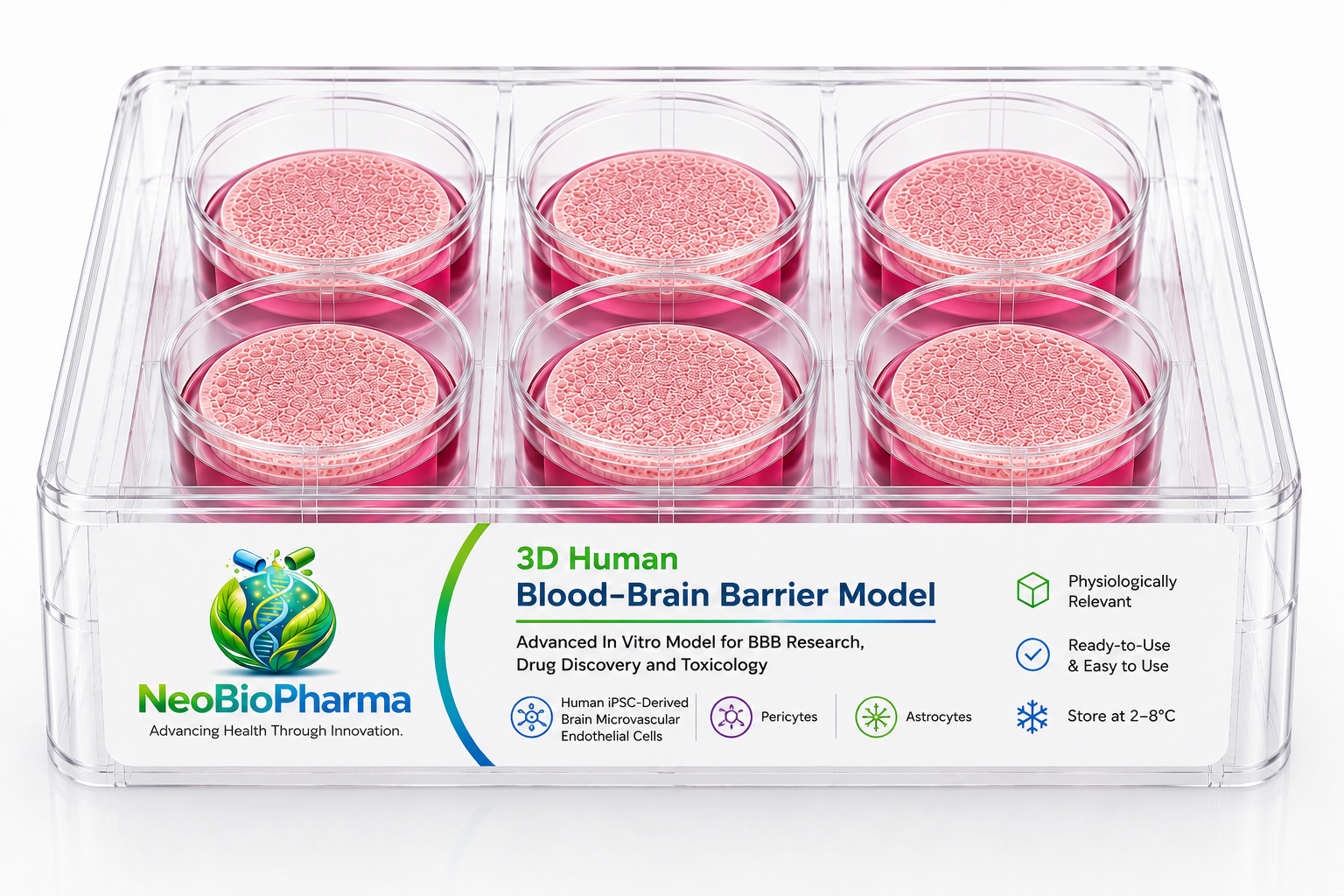 3D Human Blood–Brain Barrier Model
