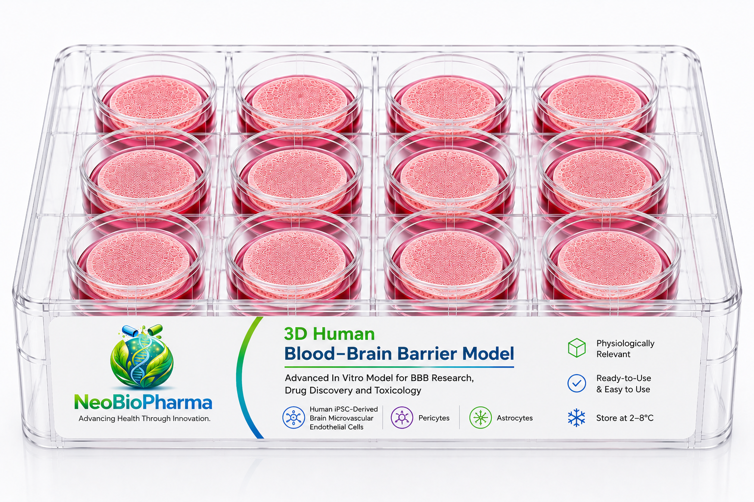 3D Human Blood–Brain Barrier Model