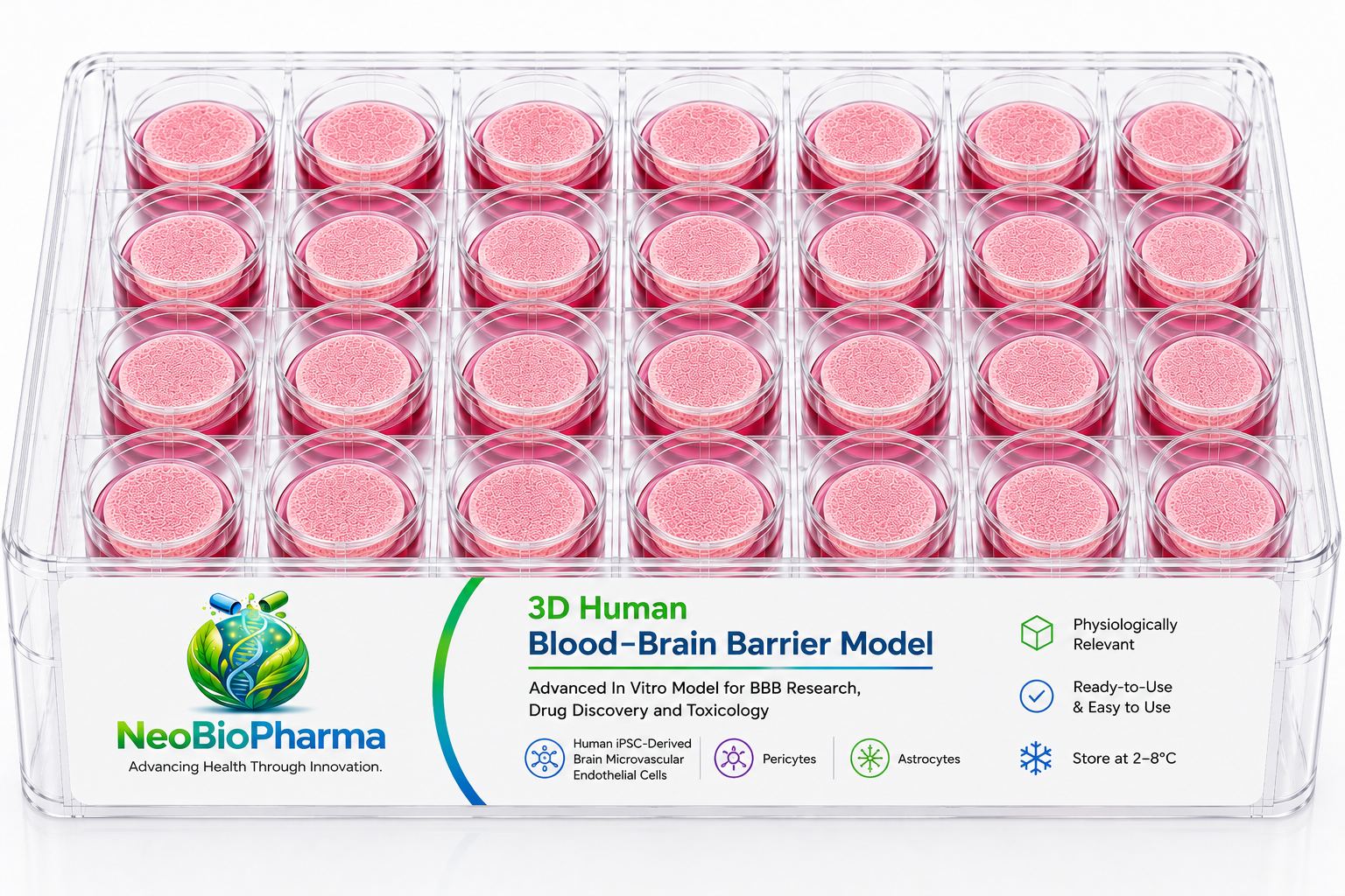 3D Human Blood–Brain Barrier Model